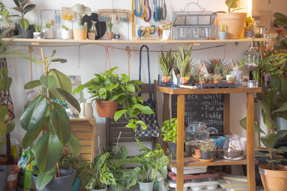 plantas verdes em vasos na mesa de madeira marrom