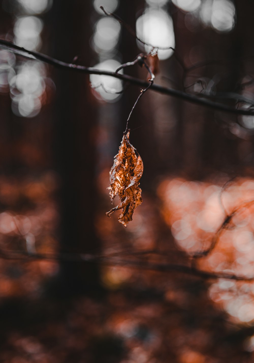 brown dried leaf on black wire