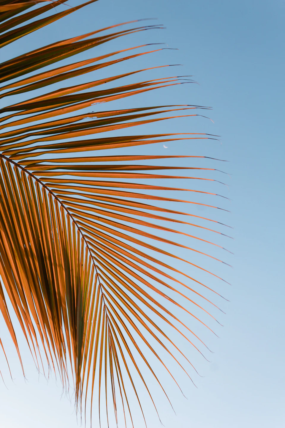 The image shows a close-up view of a palm tree's fronds against a clear blue sky. The fronds are spread out, with their long, thin leaves pointing towards the right side of the frame. The palm tree is positioned on the left side of the image, and its brown color contrasts with the vibrant blue backdrop.

The palm tree appears to be in full bloom, with no visible signs of wilting or damage. The clear sky provides a serene atmosphere for this tropical scene.