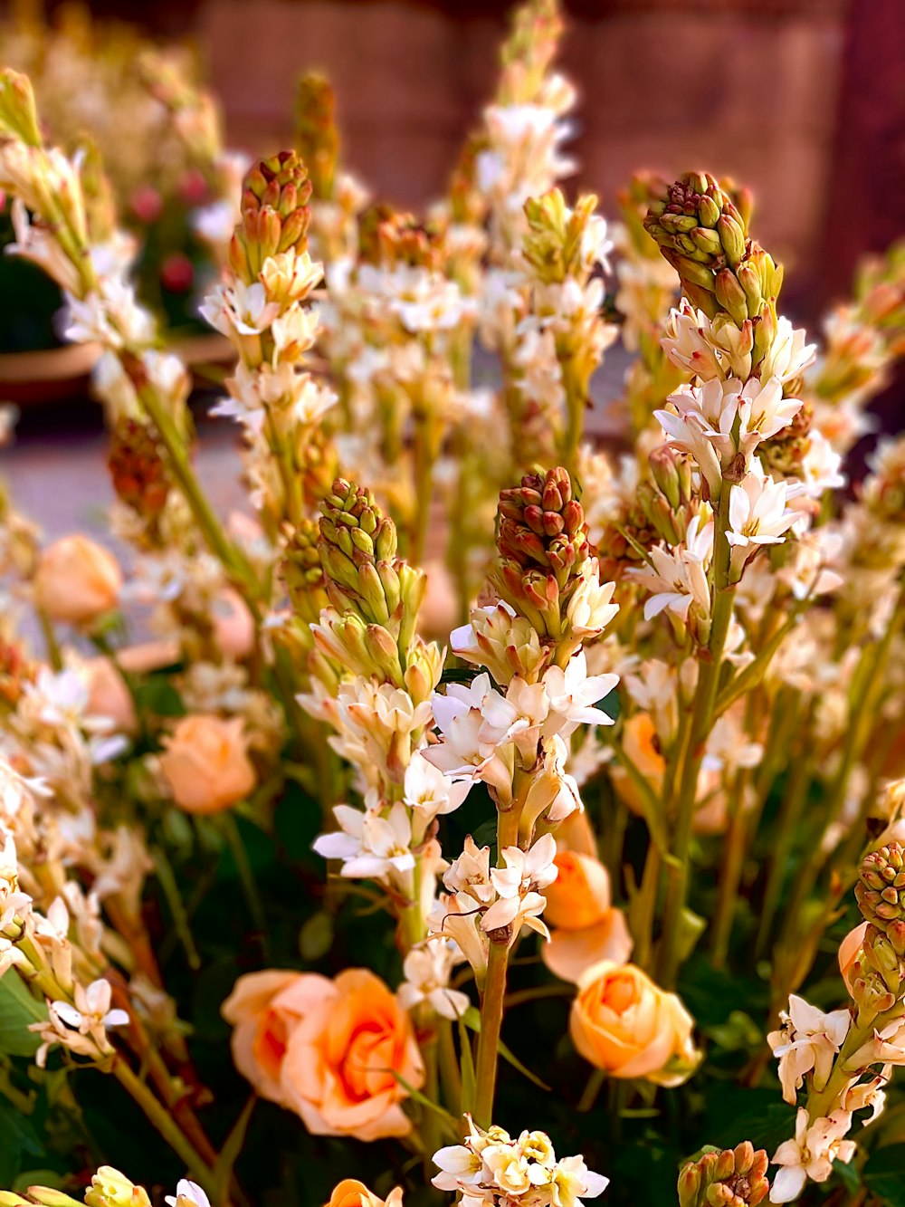 white and orange flowers with green leaves