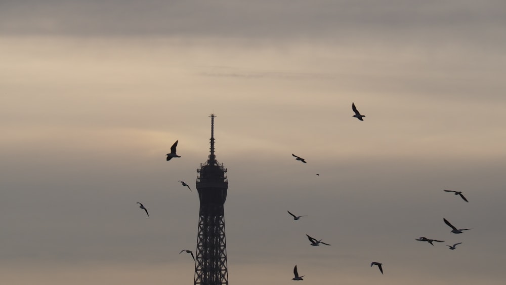 birds flying over the tower during sunset