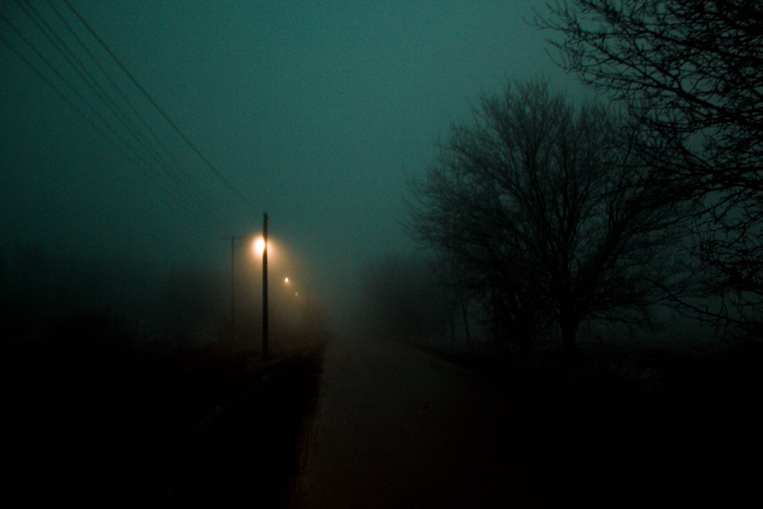 bare trees beside road during night time