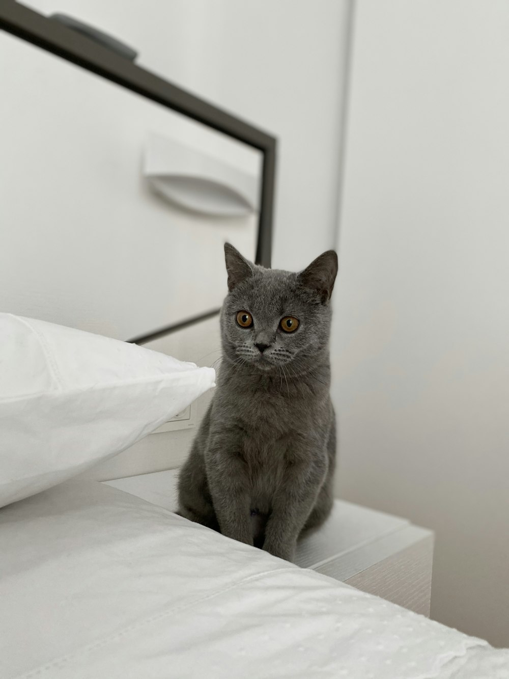 Gatto blu russo su letto bianco