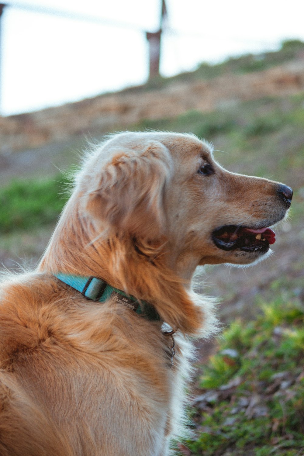 golden retriever lying on green grass field during daytime