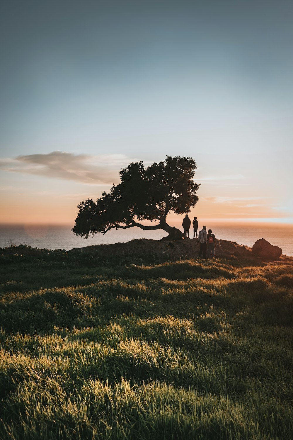 silhueta da árvore no campo verde da grama durante o pôr do sol