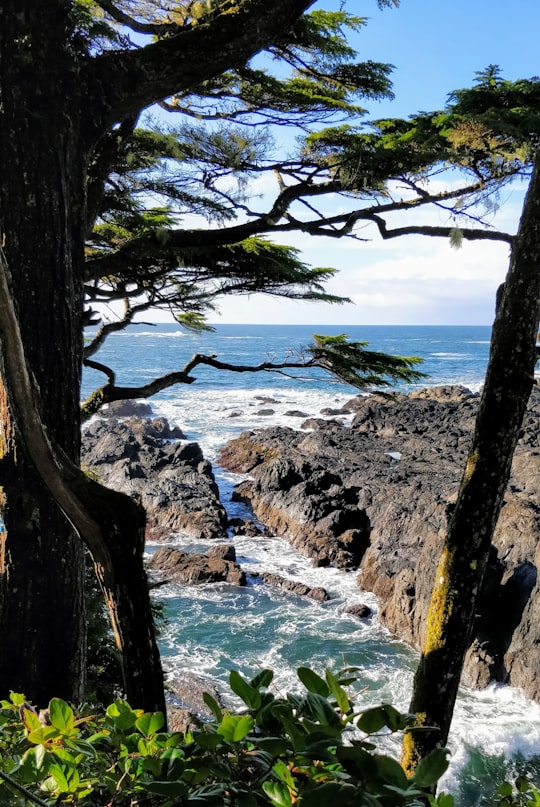 brown tree trunk on seashore during daytime in Ucluelet Canada