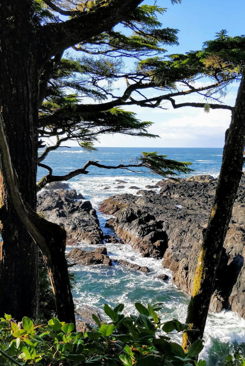 brown tree trunk on seashore during daytime