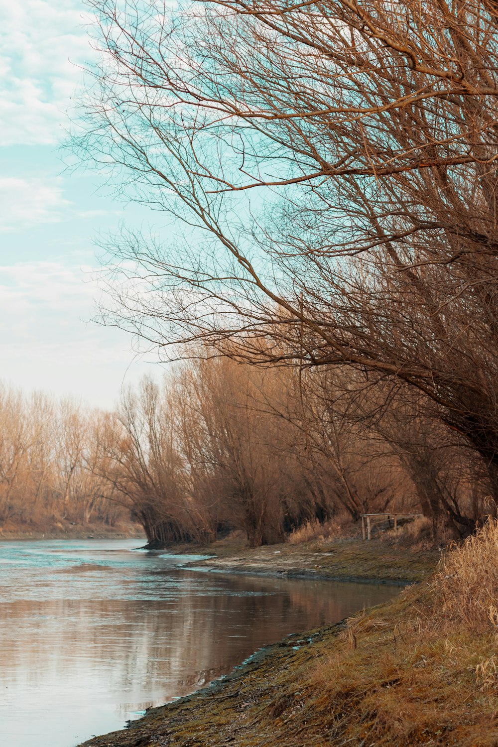 alberi senza foglie vicino al fiume sotto il cielo blu durante il giorno