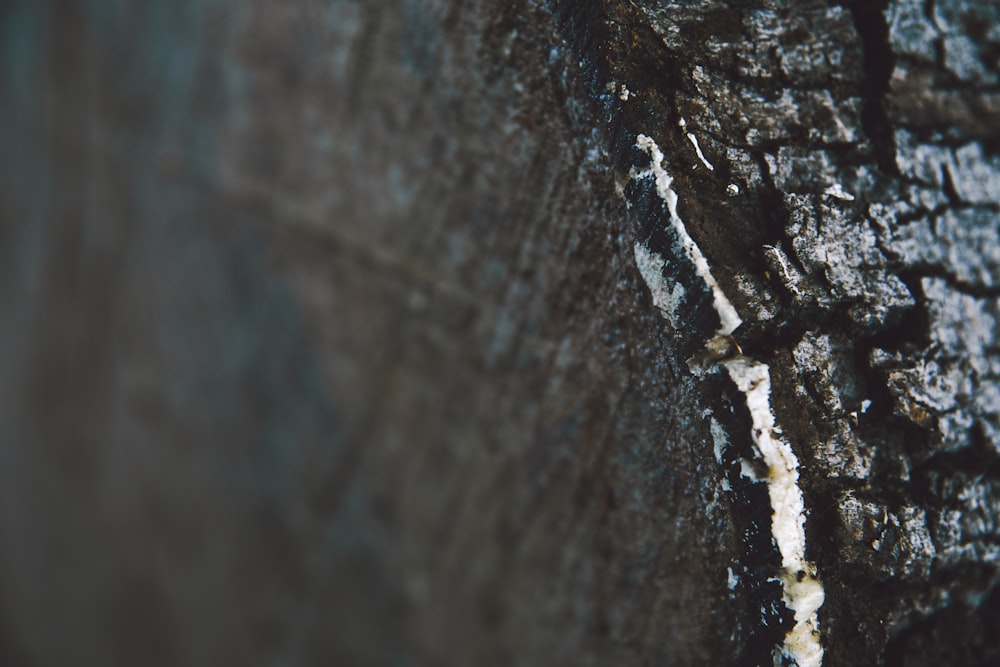 black and white wood surface