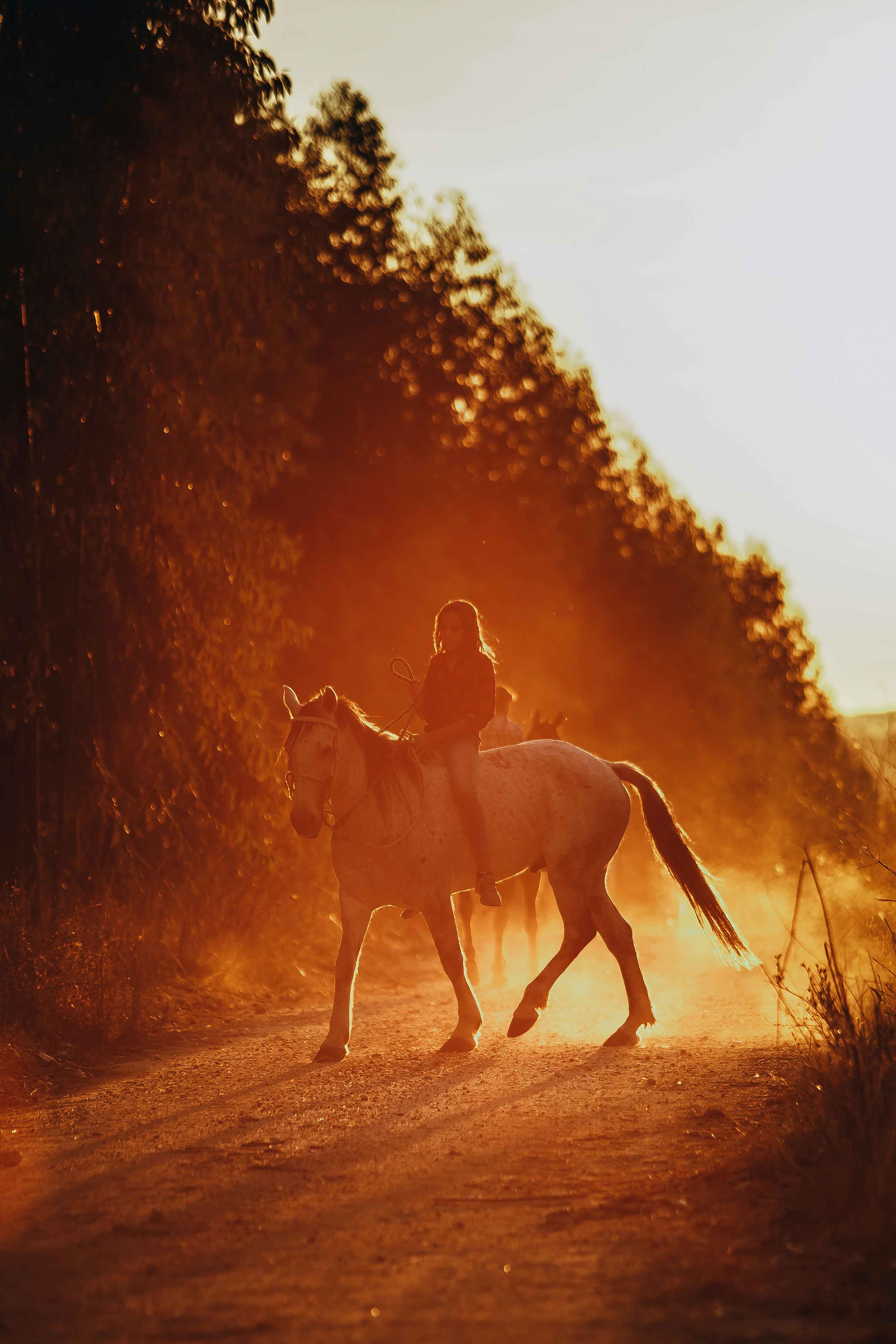 Horse Coaching