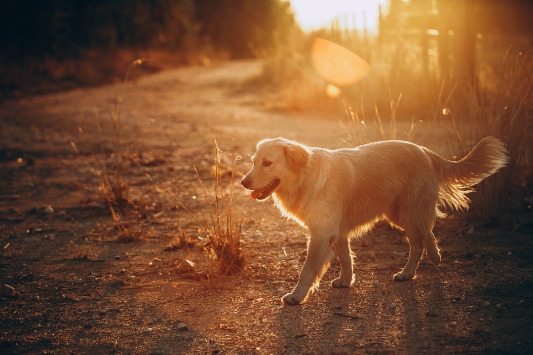 golden retriever walking on dirt road during sunset