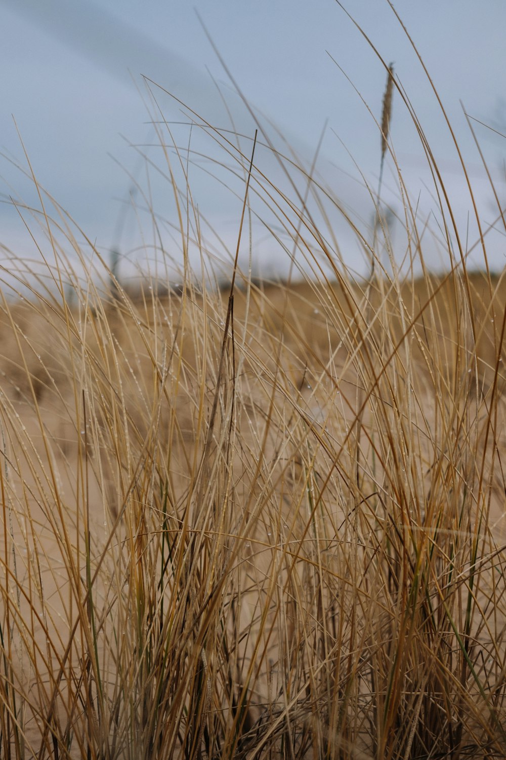 brown grass field during daytime