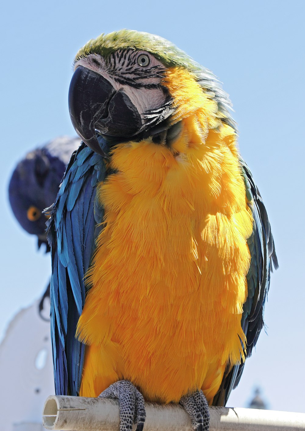 blue yellow and white macaw