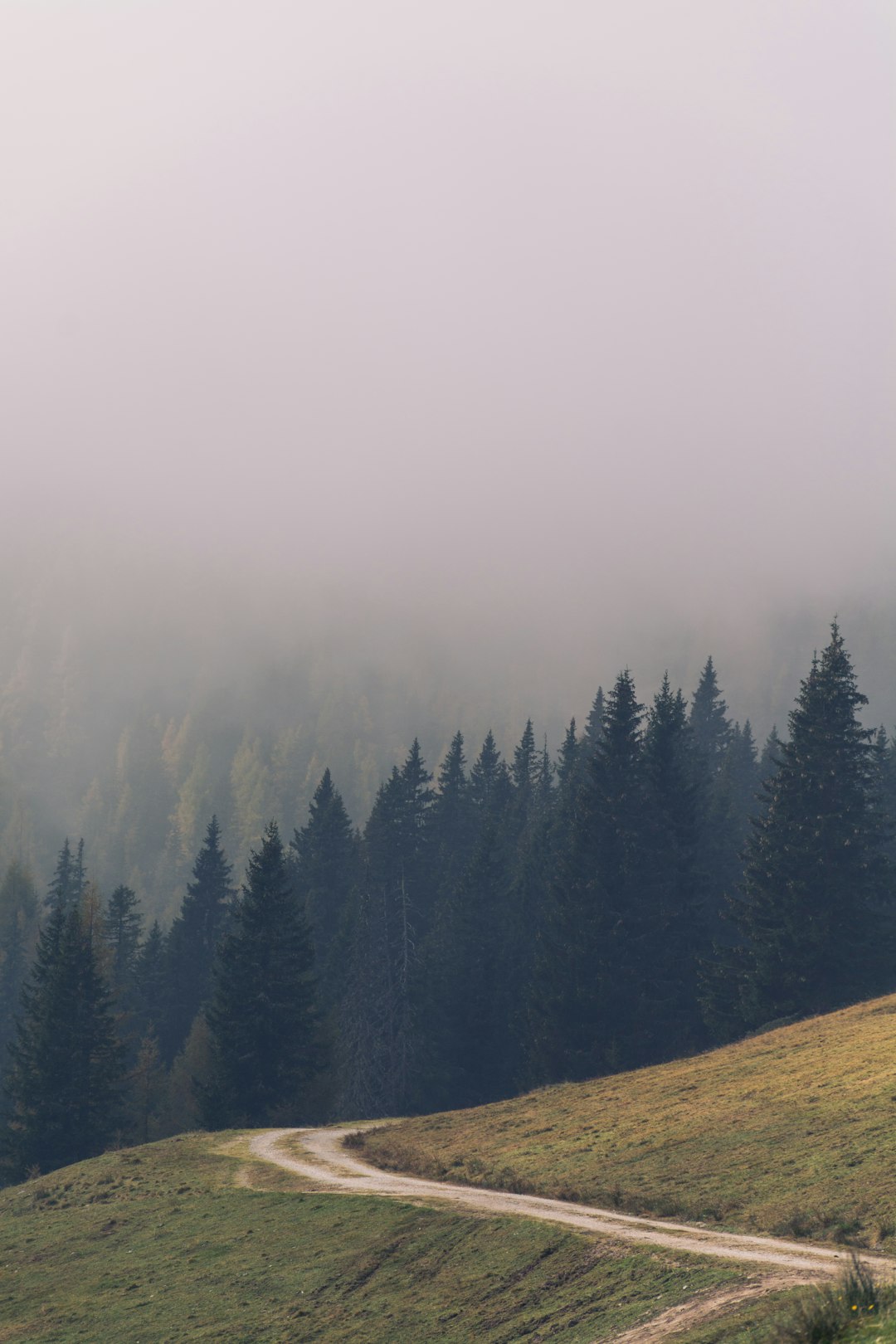 green pine trees on mountain under white sky during daytime