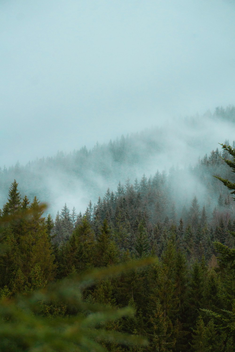 Grüne Bäume mit Nebel bedeckt