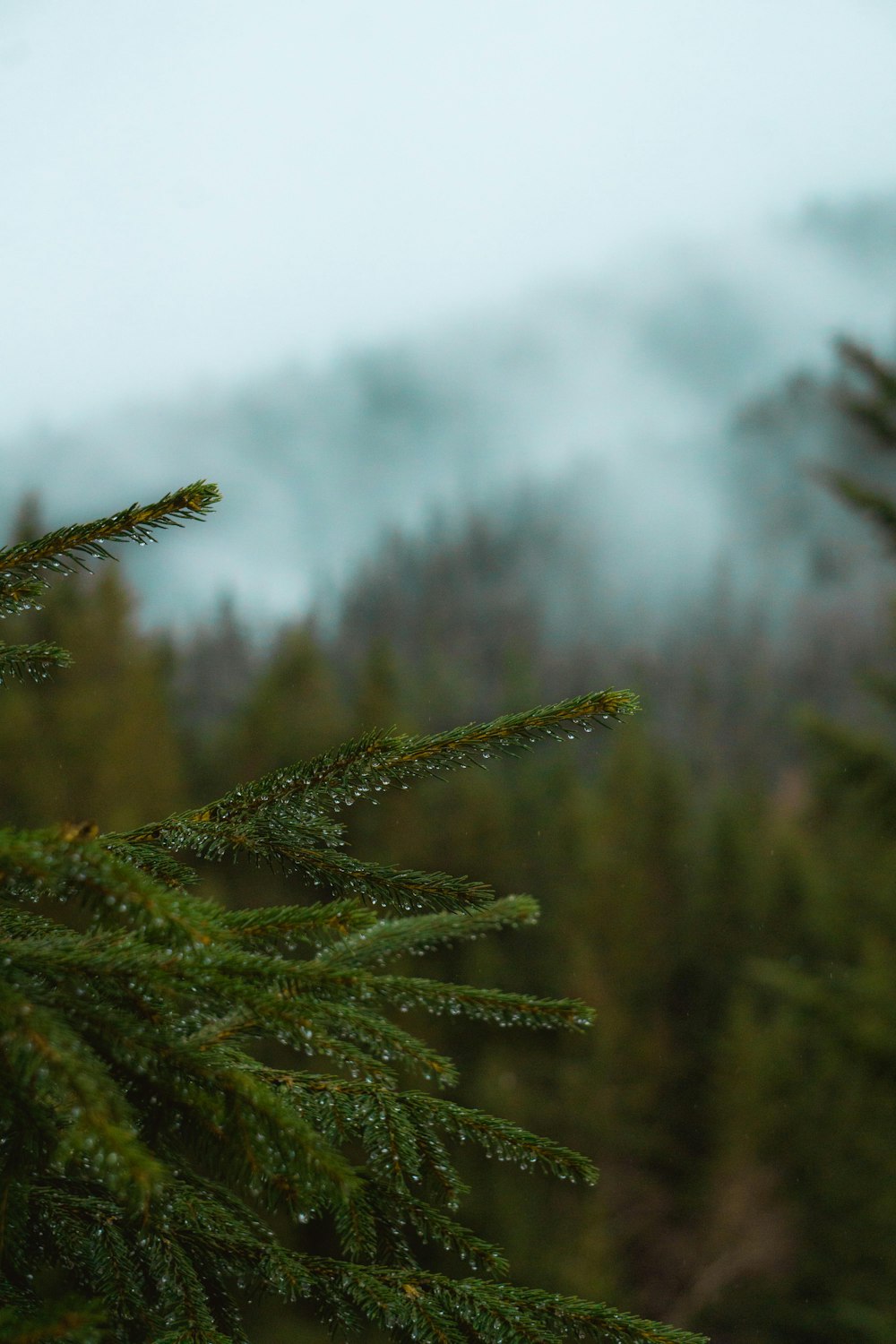 green pine tree in close up photography