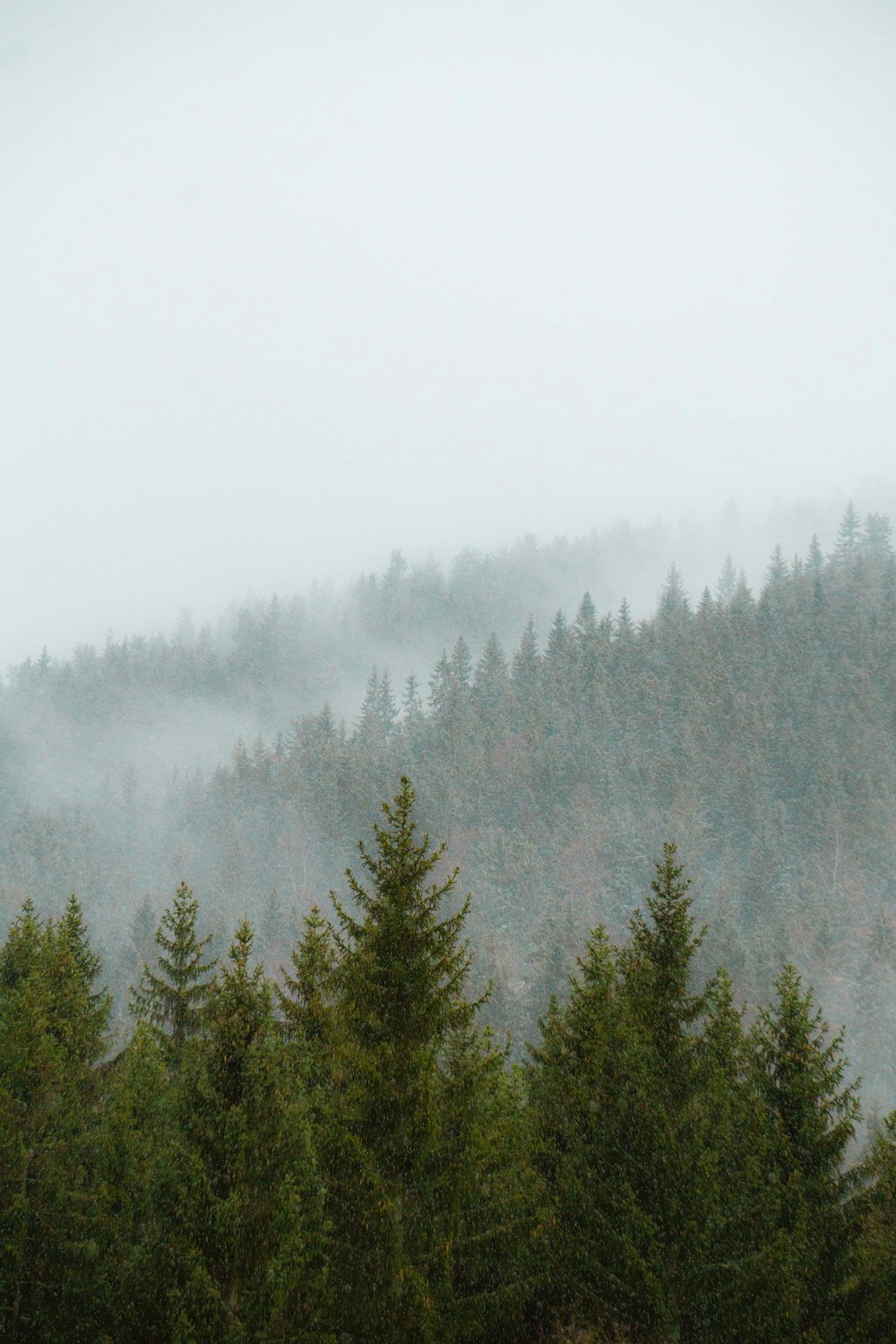 green pine trees covered with fog