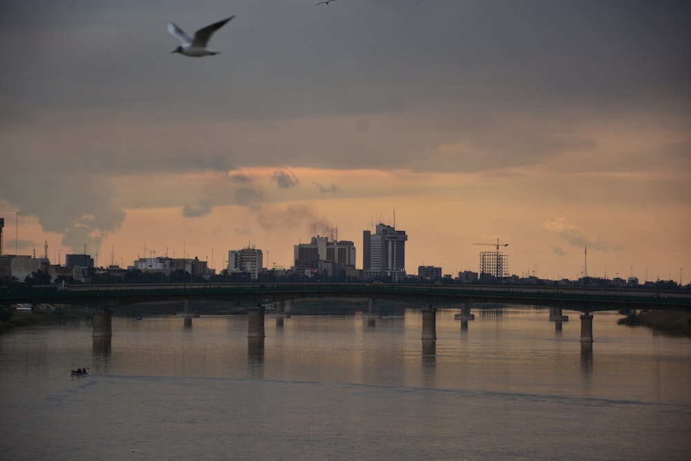 a bird flying over a body of water