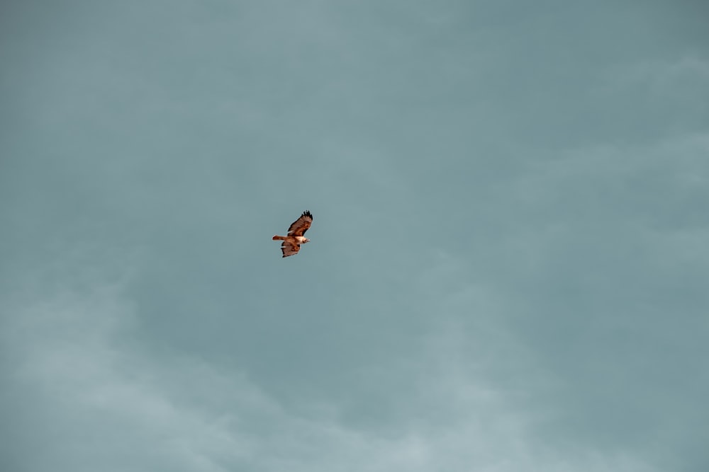 brown bird flying under blue sky during daytime