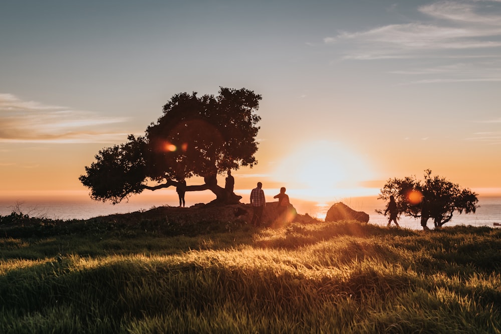 silhouette of trees during sunset