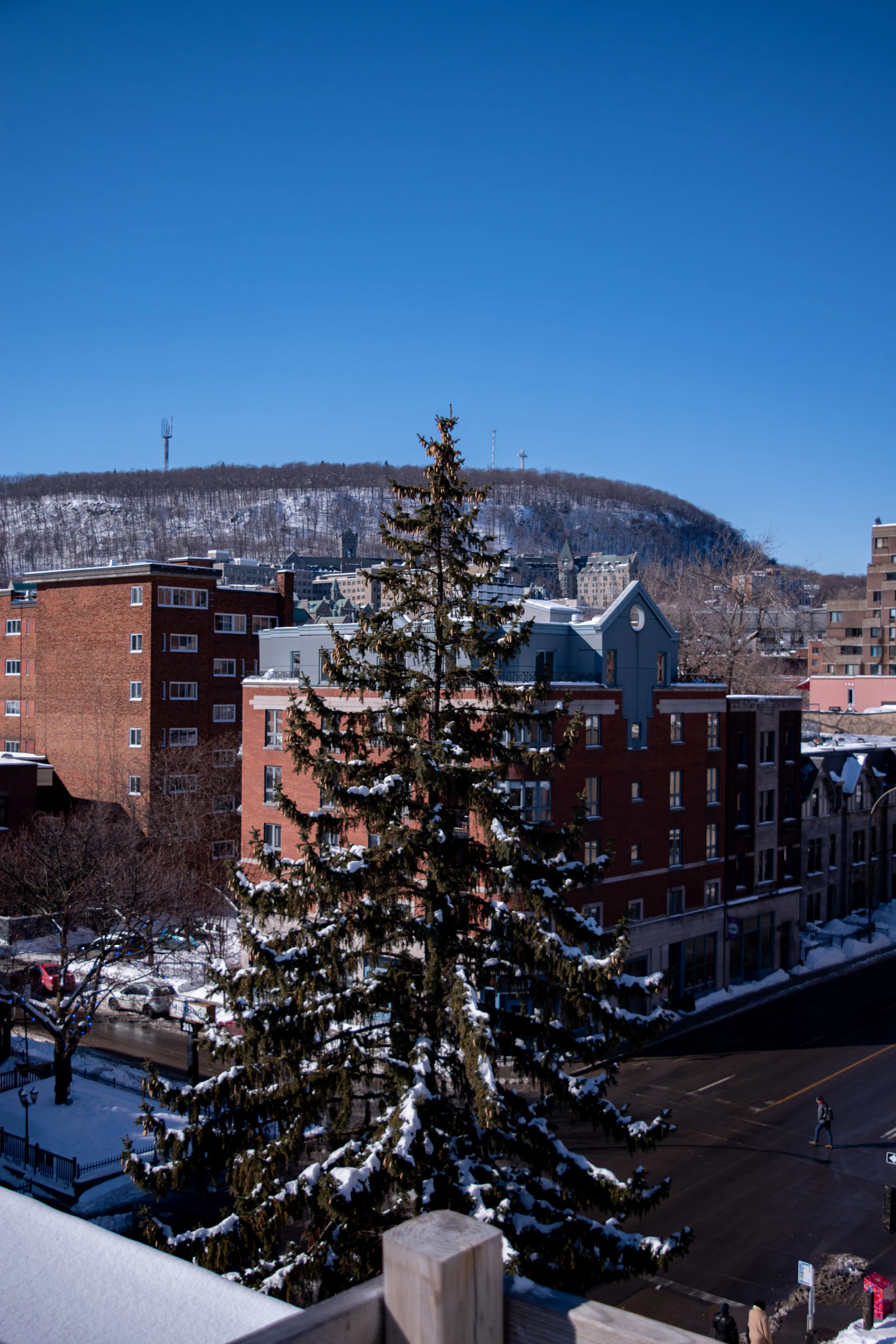 A green pine tree stands beside a Montréal building.