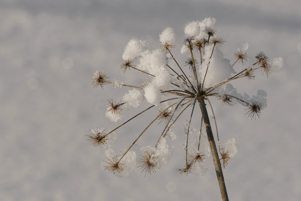 albero bianco e nero sotto nuvole bianche