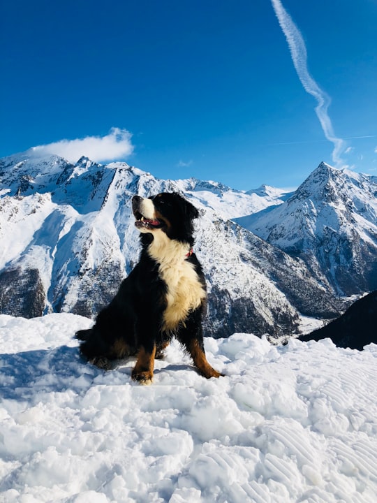 black white and brown bernese mountain dog on snow covered ground during daytime in Saas-Fee Switzerland