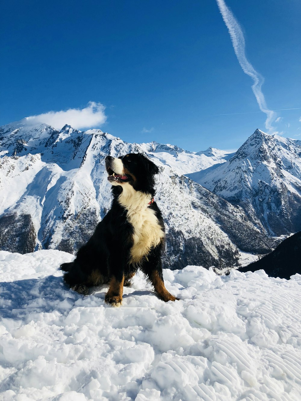 black white and brown bernese mountain dog on snow covered ground during daytime