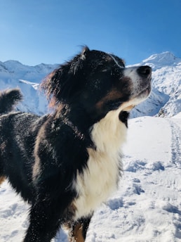 A large black and white dog stands in a snowy landscape with majestic mountains in the background under a clear blue sky. The dog is looking upward, with snow lightly speckled on its fur.