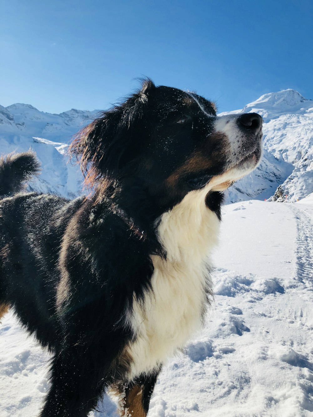 black and white border collie on snow covered ground during daytime