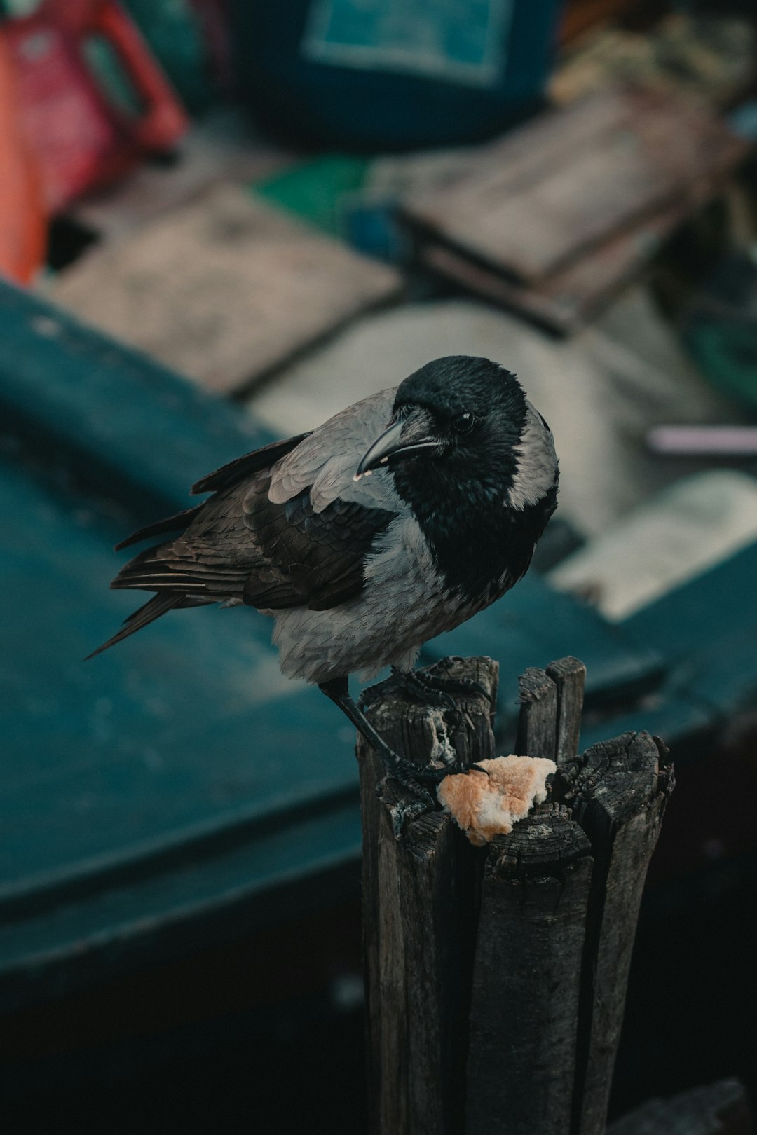 black and white bird on brown wooden fence