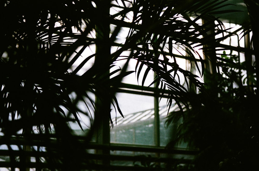 部屋の緑の葉の植物