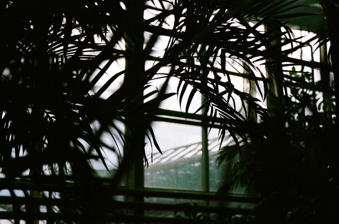 green leaf plant in a room,