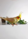 yellow bird on brown wooden pot
