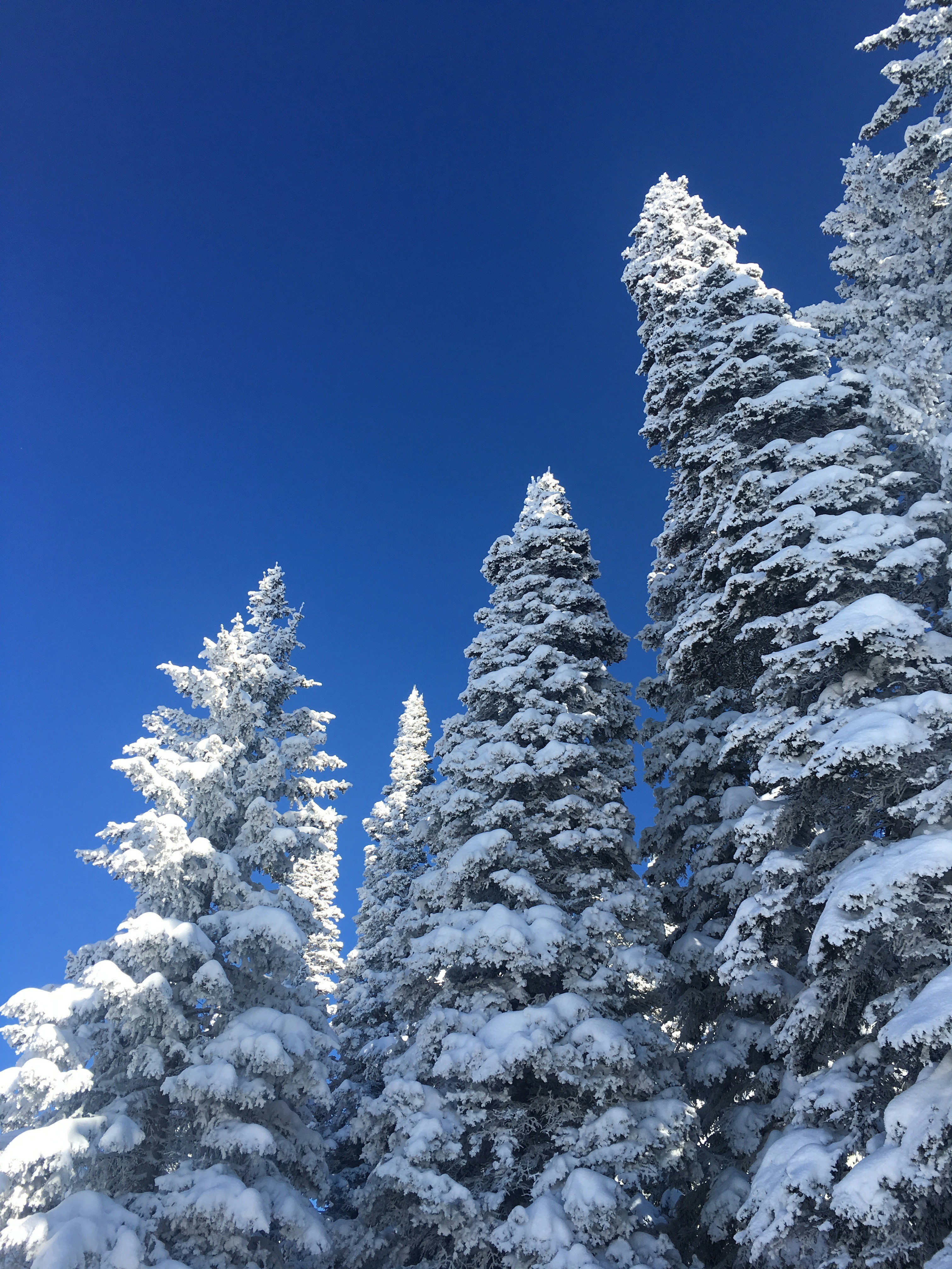 snow covered pine trees under blue sky during daytime