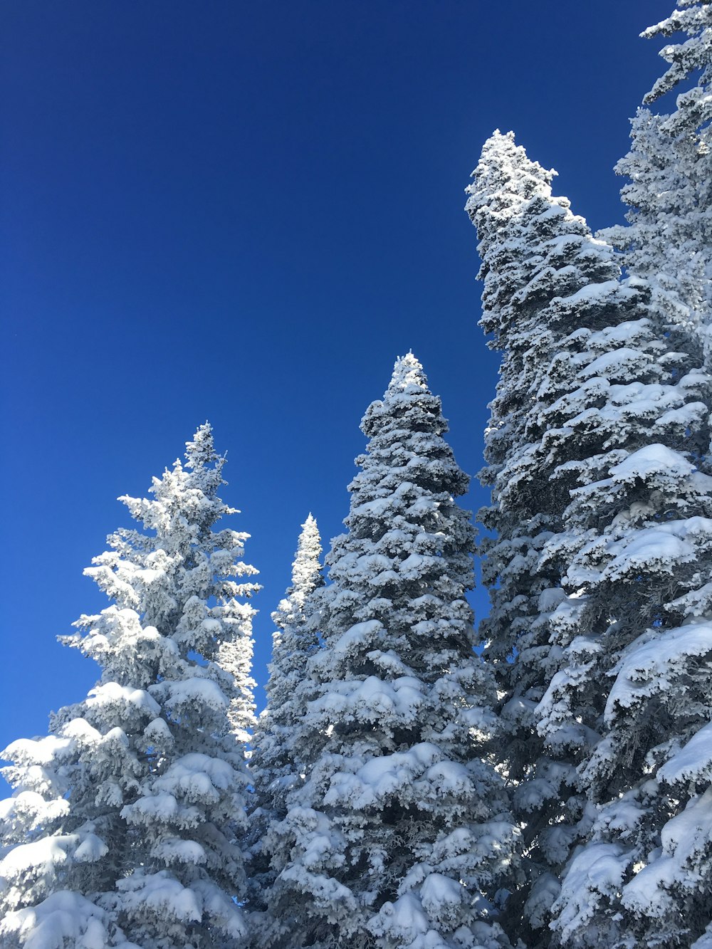 snow covered pine trees under blue sky during daytime