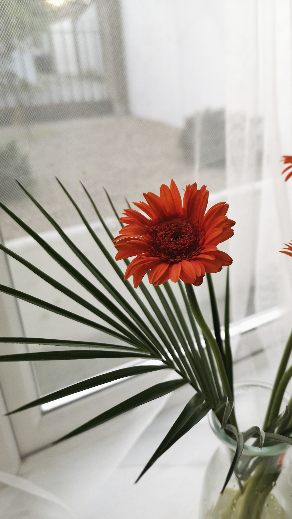 red flower in front of white window curtain