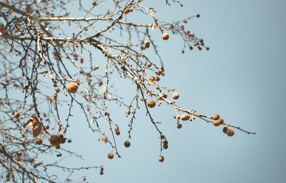 brown round fruits on brown tree branch during daytime