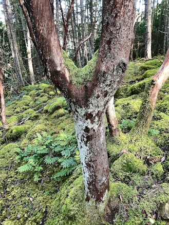 A forest scene featuring a tree trunk covered in lichens and moss in a wooded area. The ground is carpeted with lush green moss and ferns, creating a serene natural environment. Tall trees with bark variations occupy the background.