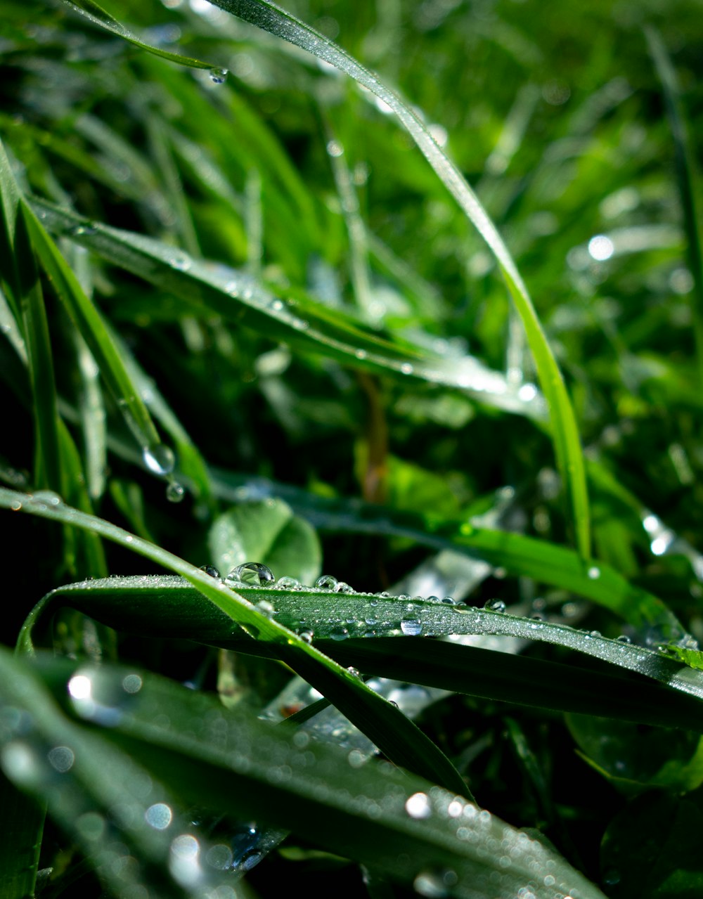 water droplets on green plant