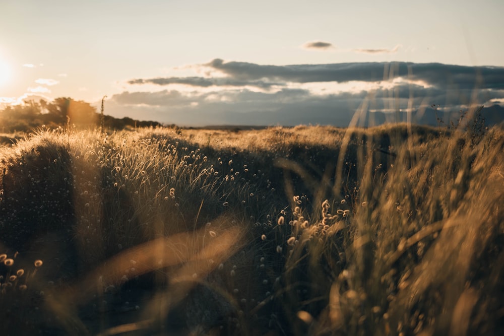 brown grass field during daytime