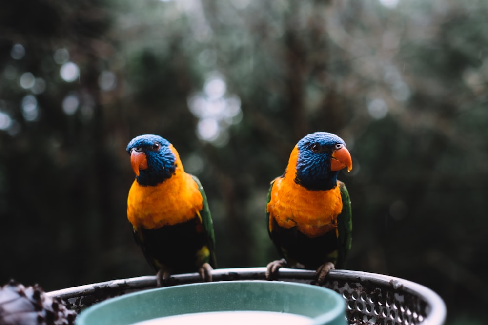 oiseau bleu, jaune et vert