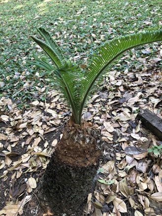 A young cycad plant with lush, green, fern-like leaves growing from a thick, textured trunk. The trunk is surrounded by a layer of dry, fallen leaves on the grassy ground.