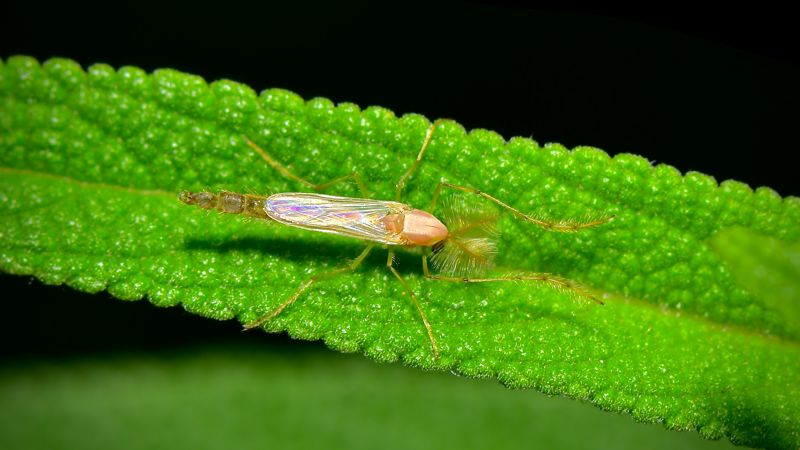Study Highlights Mosquito-Borne Viruses' Strategy to Preserve Hosts