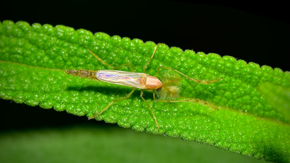 brown grasshopper on green leaf