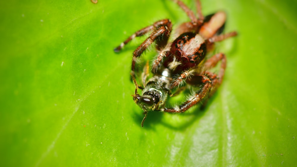 black and brown jumping spider on green leaf
