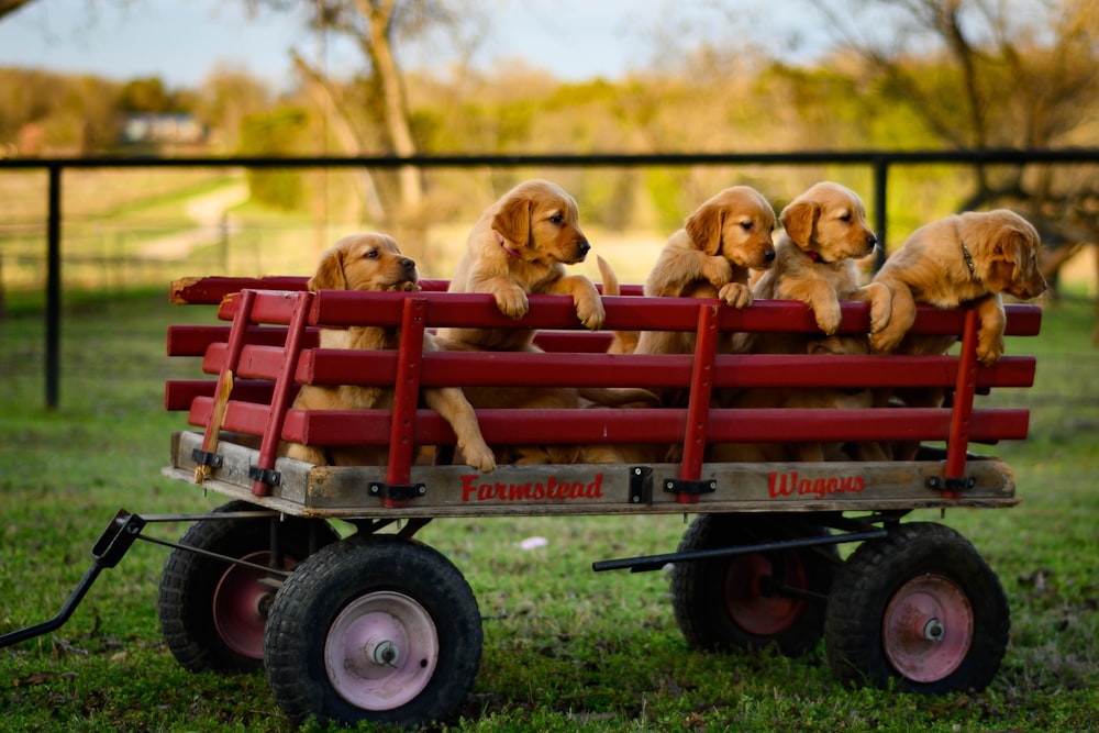 2 dogs riding red and white utility trailer