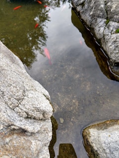 A shallow pond with clear water reflects the surrounding trees and sky. Several small, brightly colored fish swim just beneath the surface. Large, rugged stones frame the pond, showing textures of weathered rock.