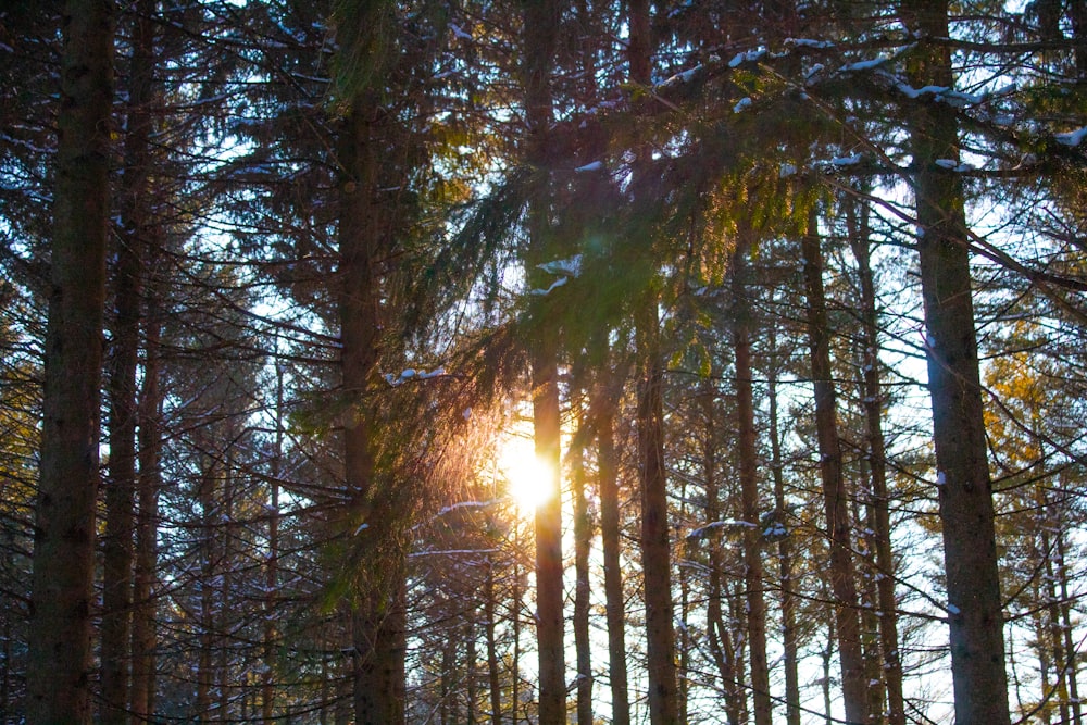 the sun is shining through the trees in the woods