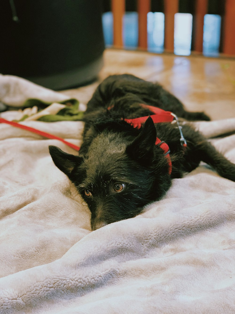 black short coat small dog lying on white textile